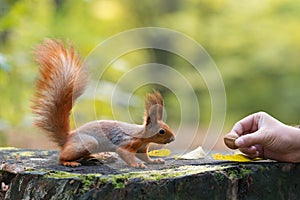 Red squirrel and a hand with nut photo